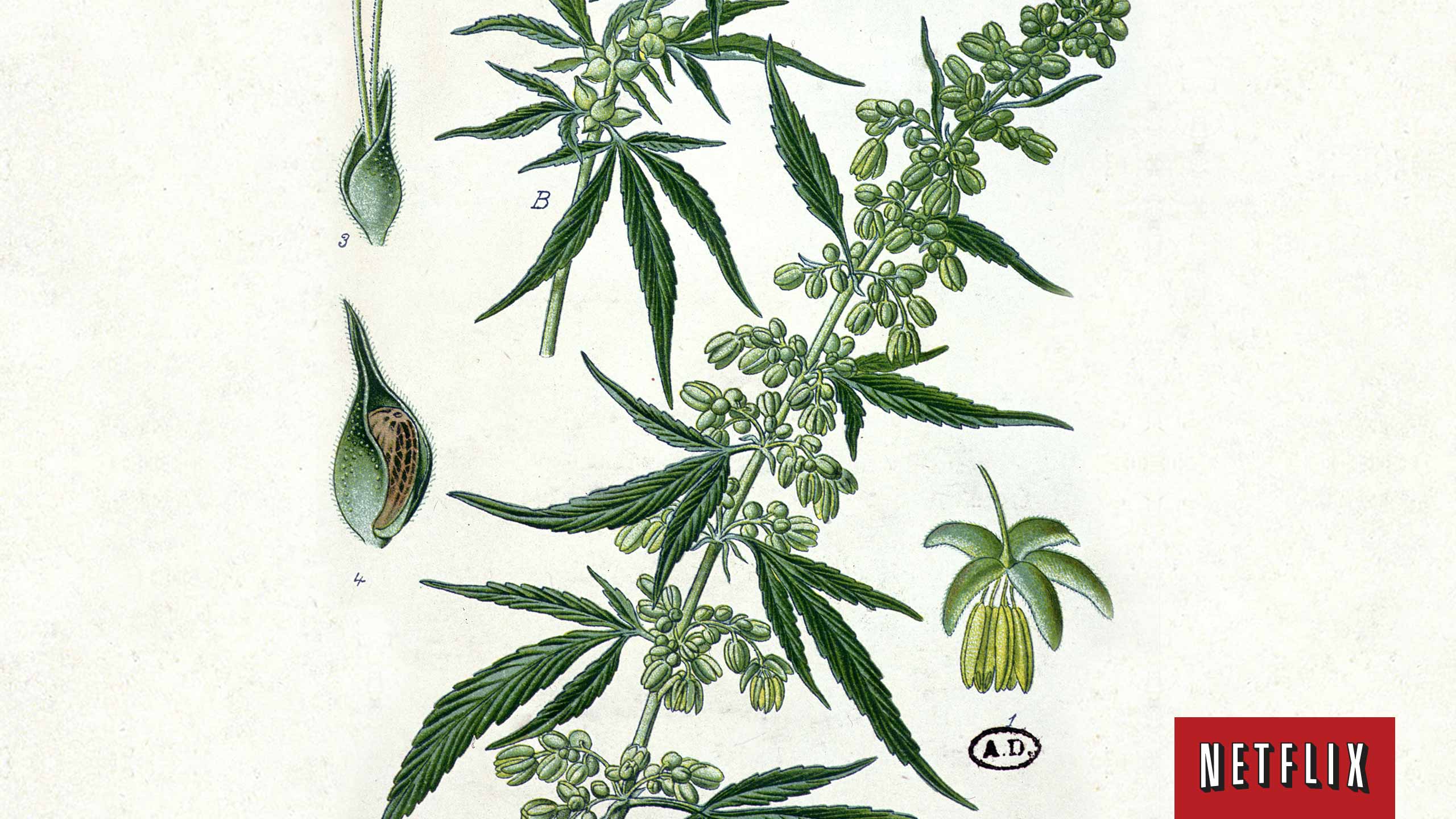 Weeds